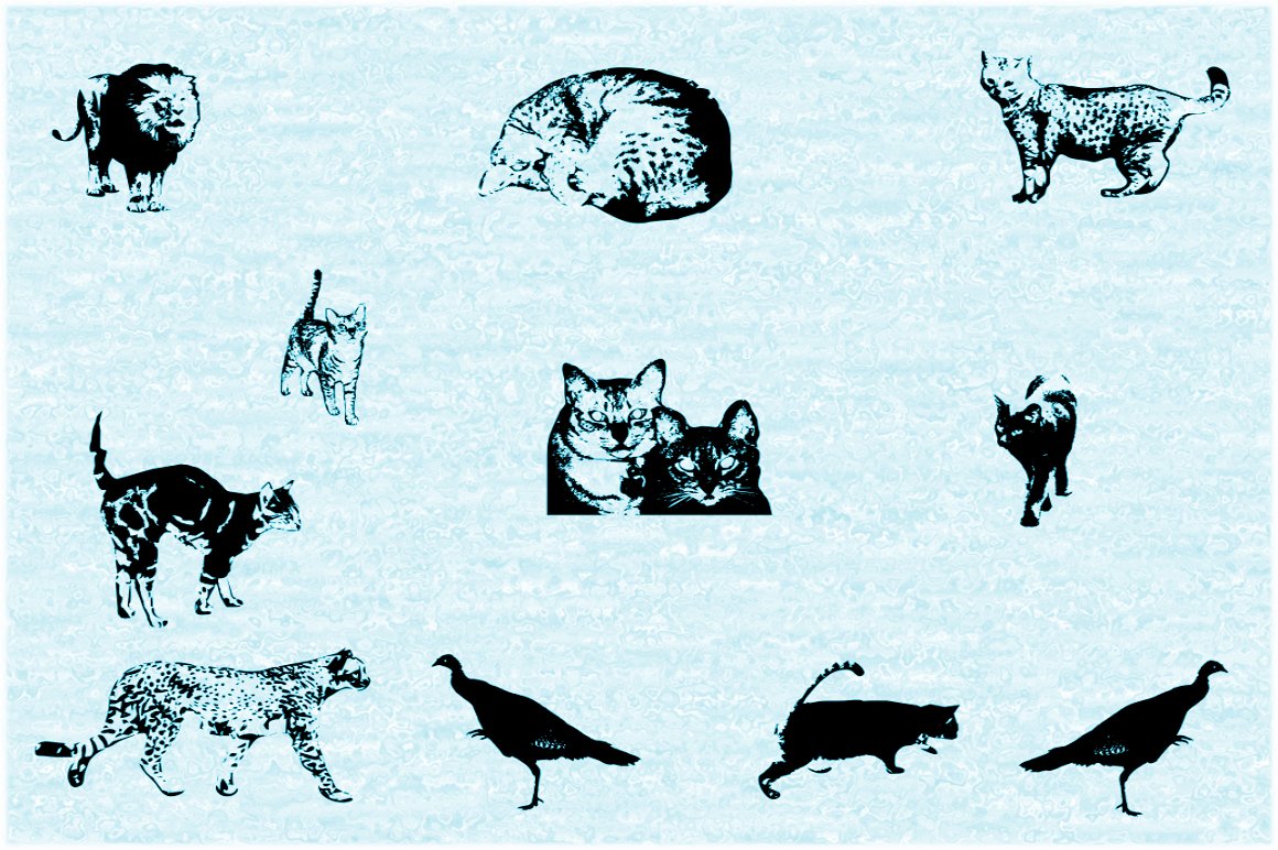 Cat e Poultry cover image.