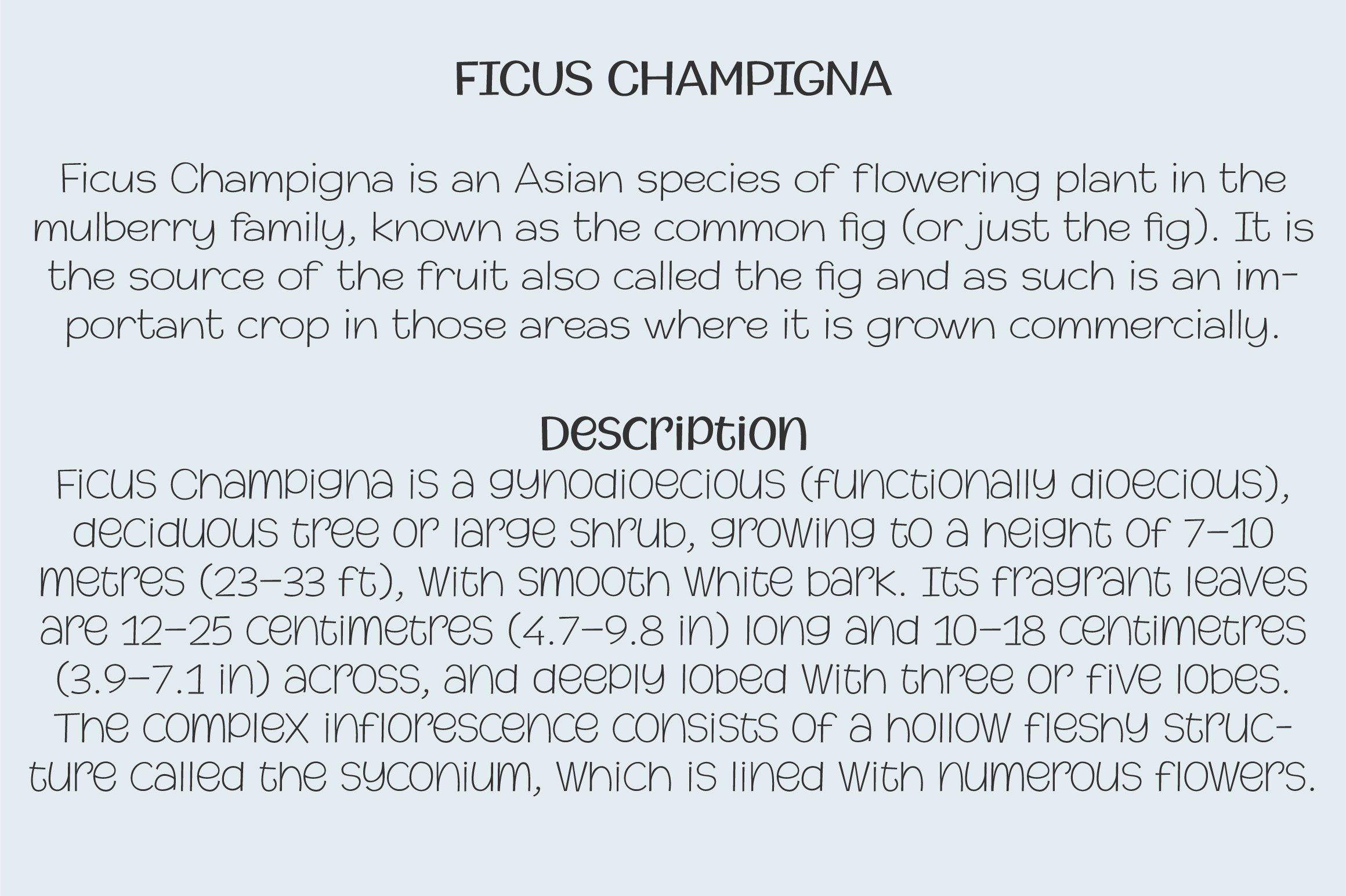 champigna preview text test fig 657