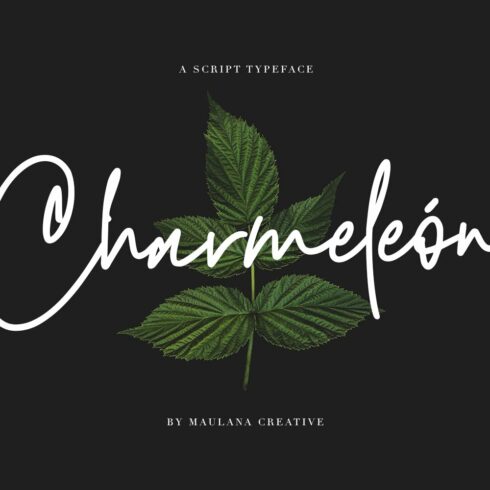 Charmeleon Script Typeface cover image.