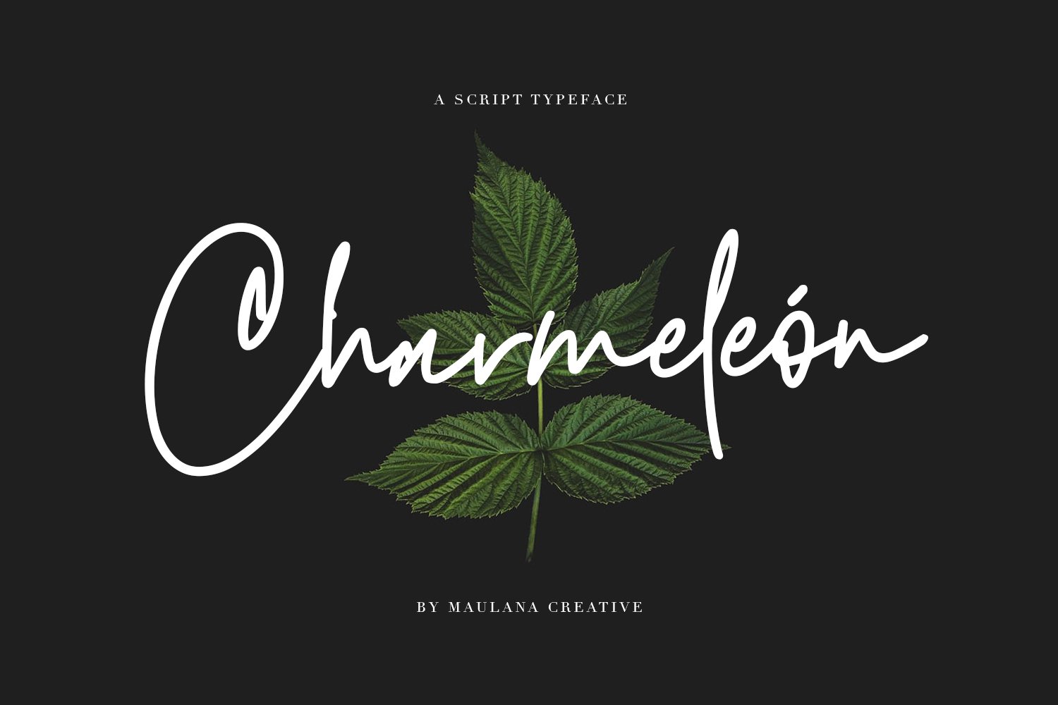 Charmeleon Script Typeface cover image.