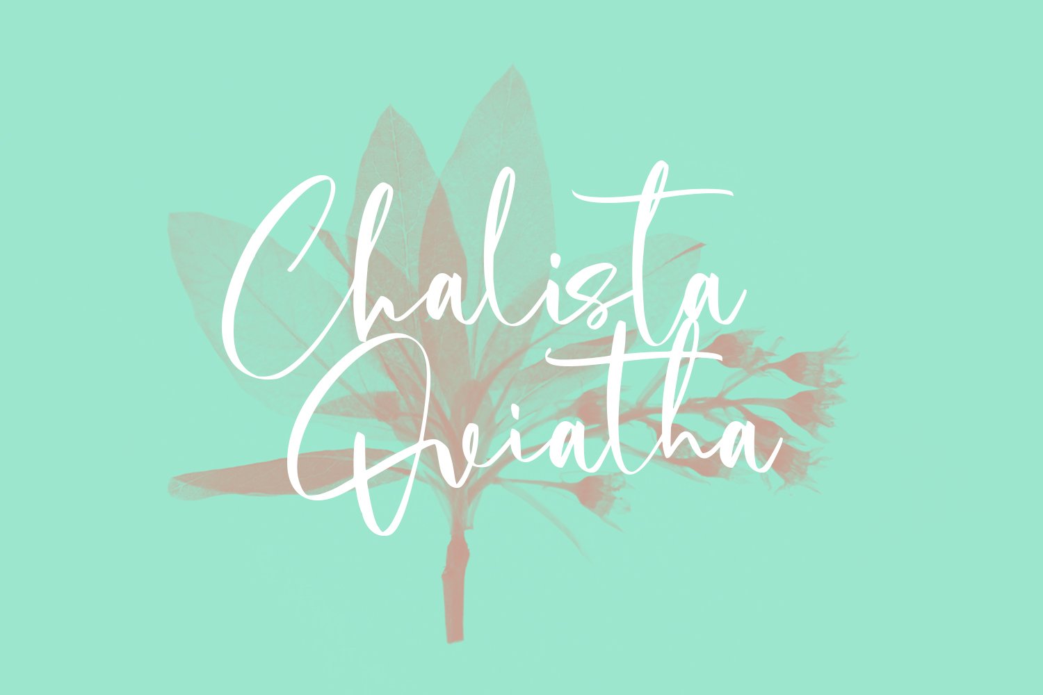 cholasette script font05 562