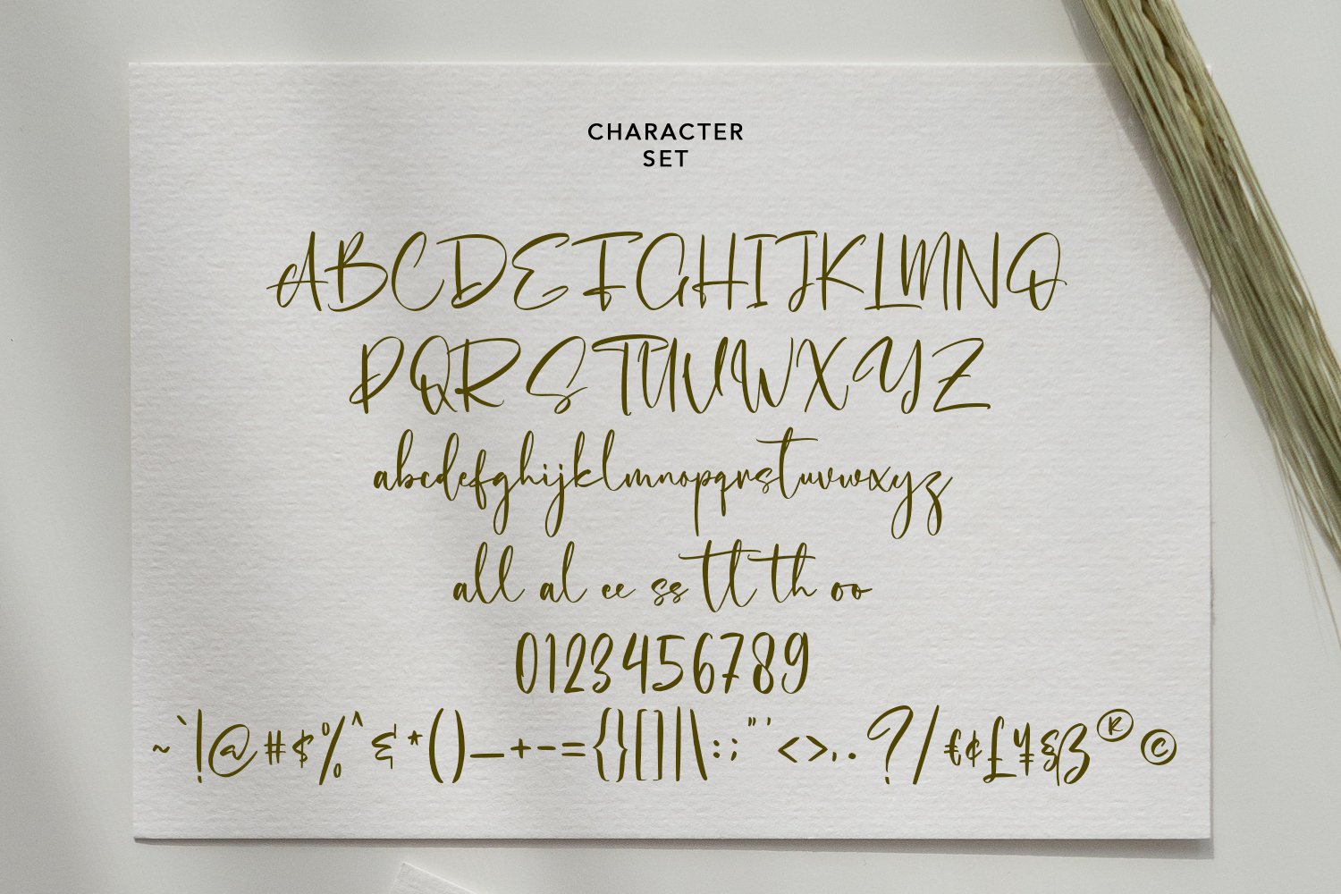 cholasette script font08 11