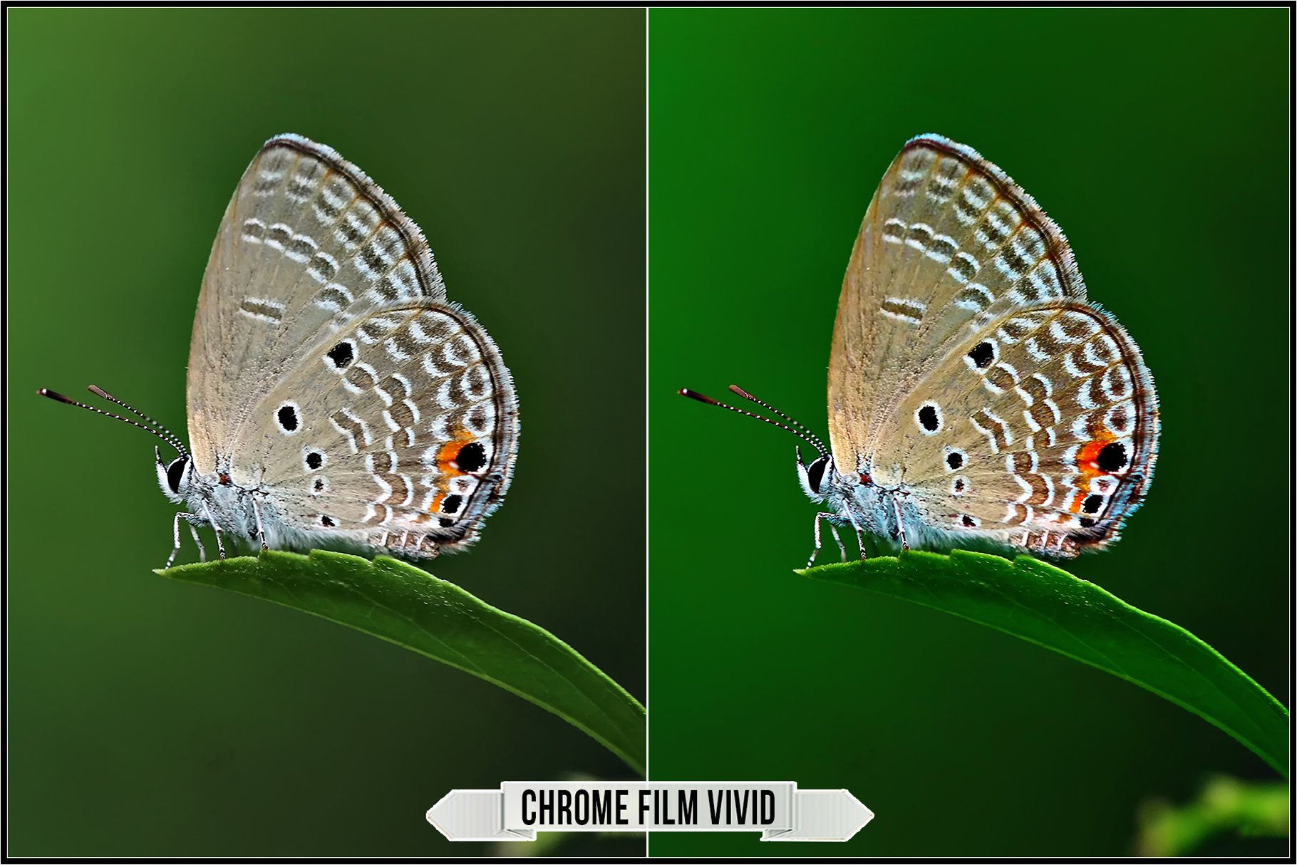 chrome film vivid 895