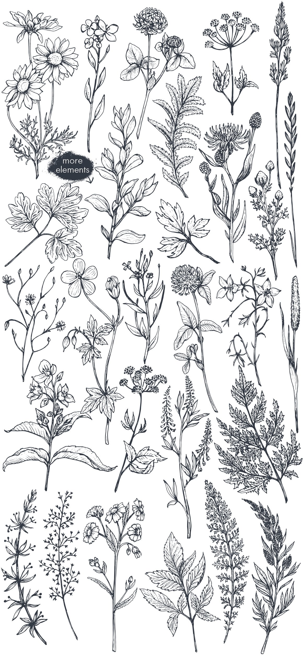 Herbs and wildflowers preview image.