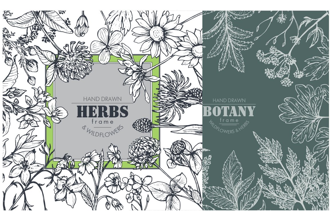 Set of three hand drawn herbs illustrations.