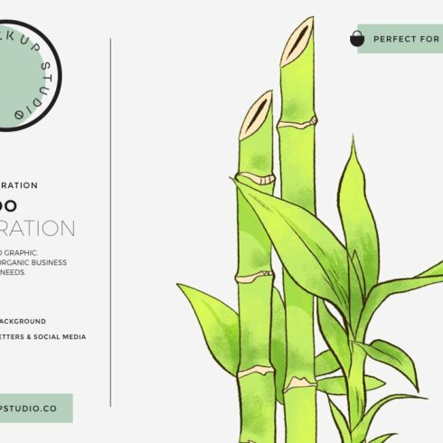 Bamboo Custom Illustration cover image.