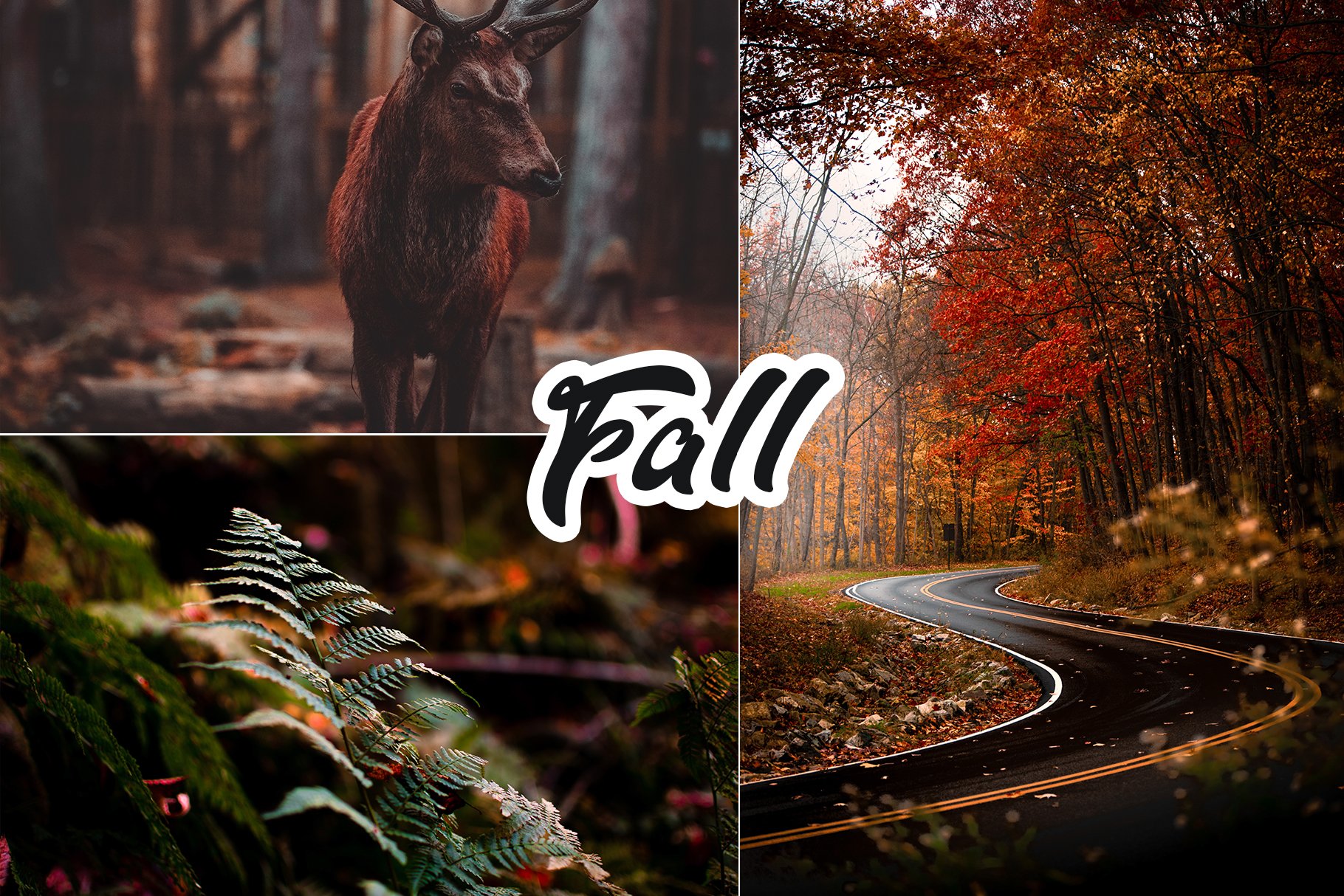 Fall Colors Lightroom Presetcover image.