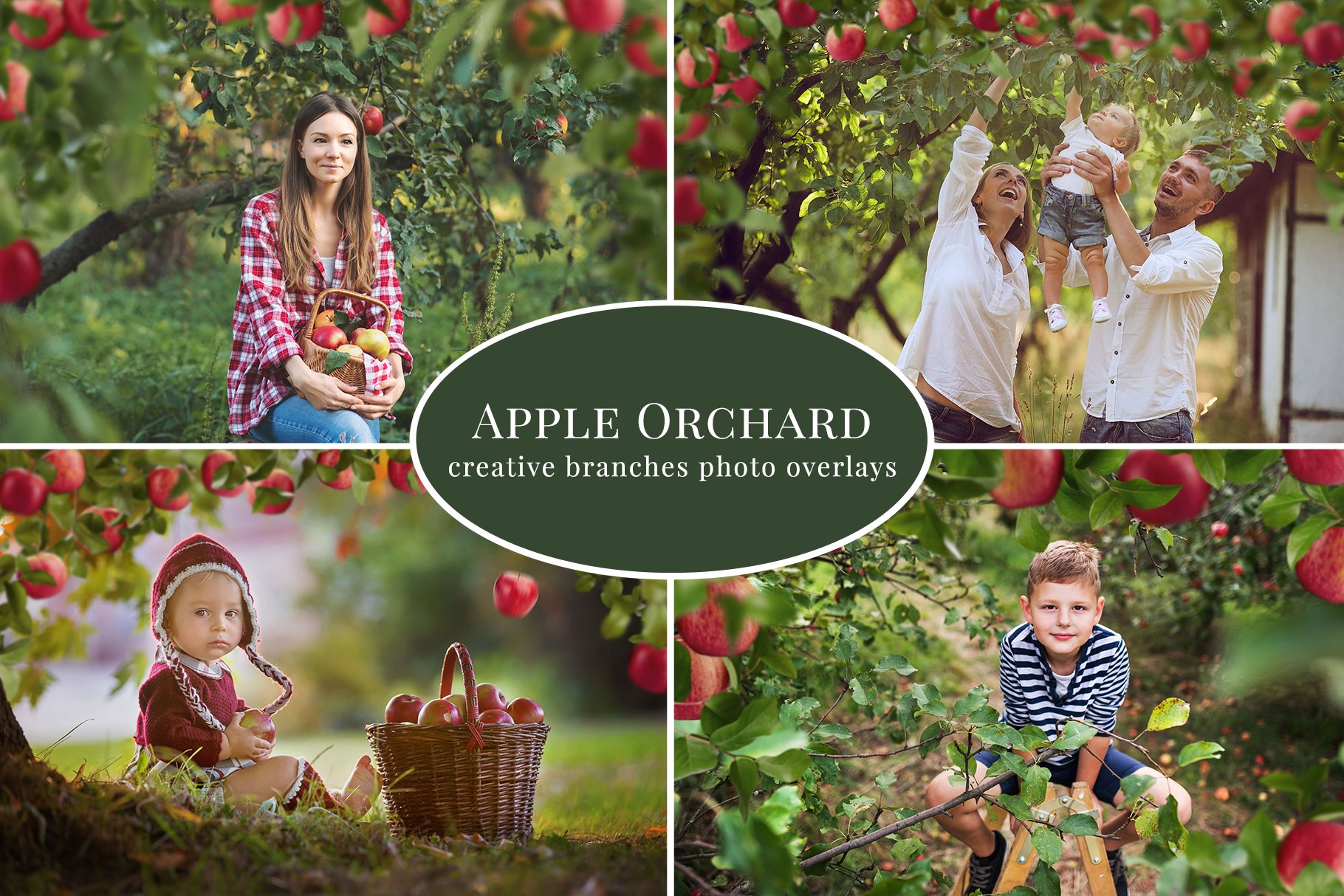 Apple Orchard photo overlayscover image.