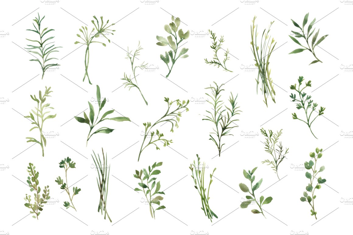 Watercolor Greenery Herbs Leaves PNG preview image.