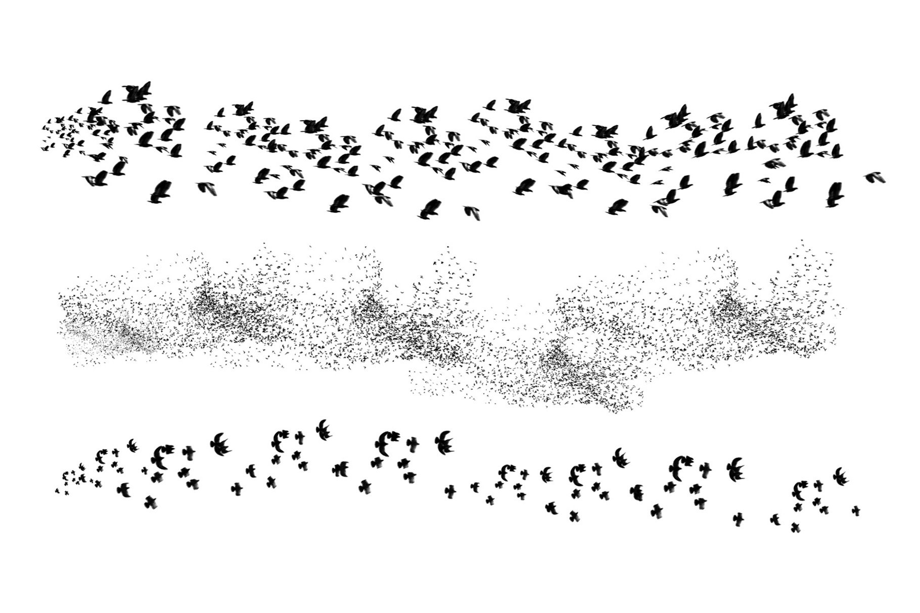 Birds Brush Setpreview image.