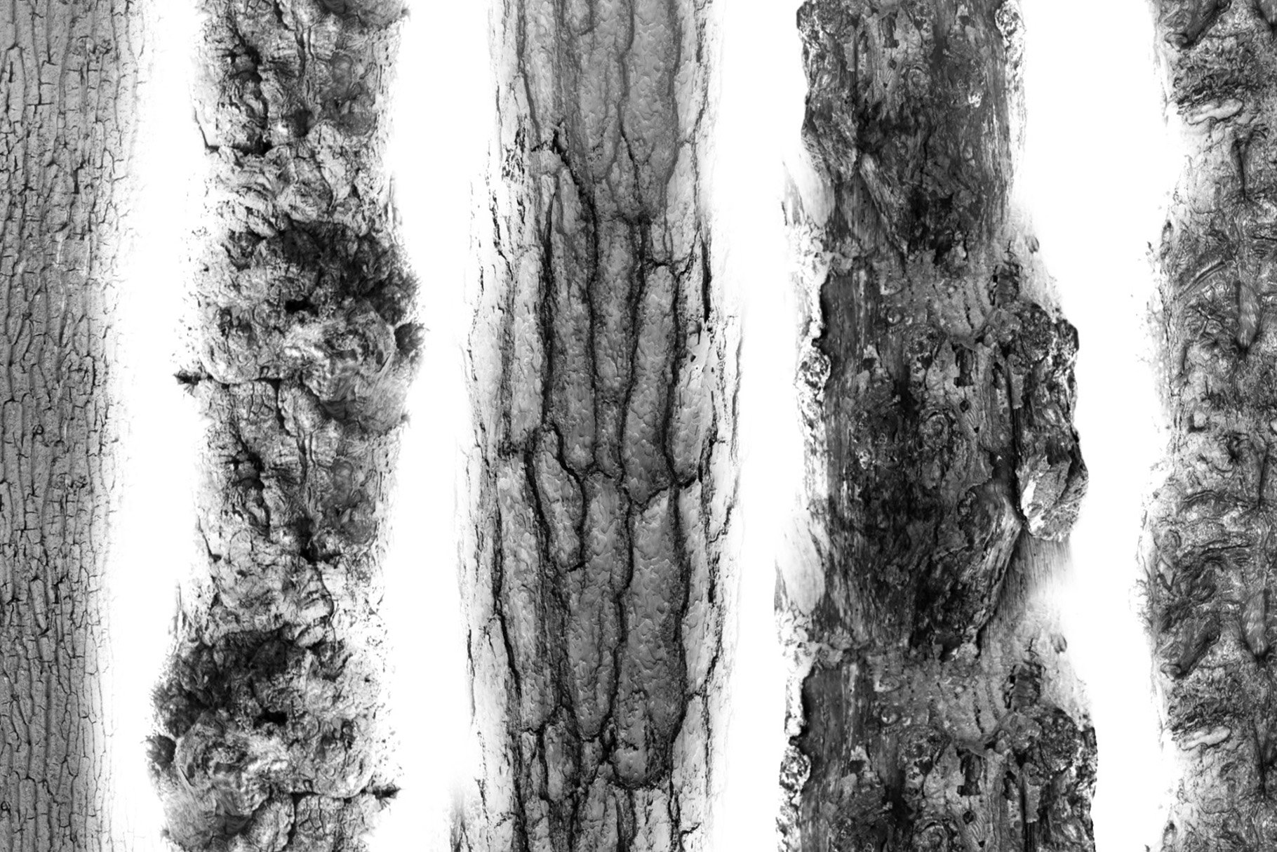 Realistic Tree bark brush setpreview image.