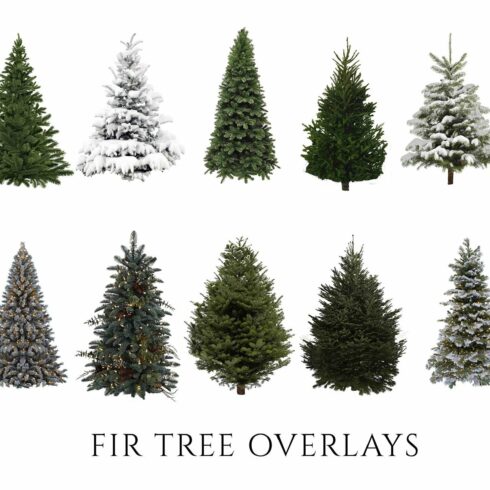Fir Tree Overlays, Christmas, PNGscover image.
