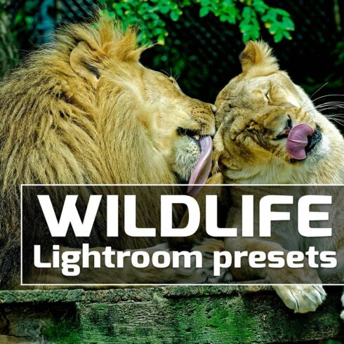 Wildlife Lightroom Presetscover image.