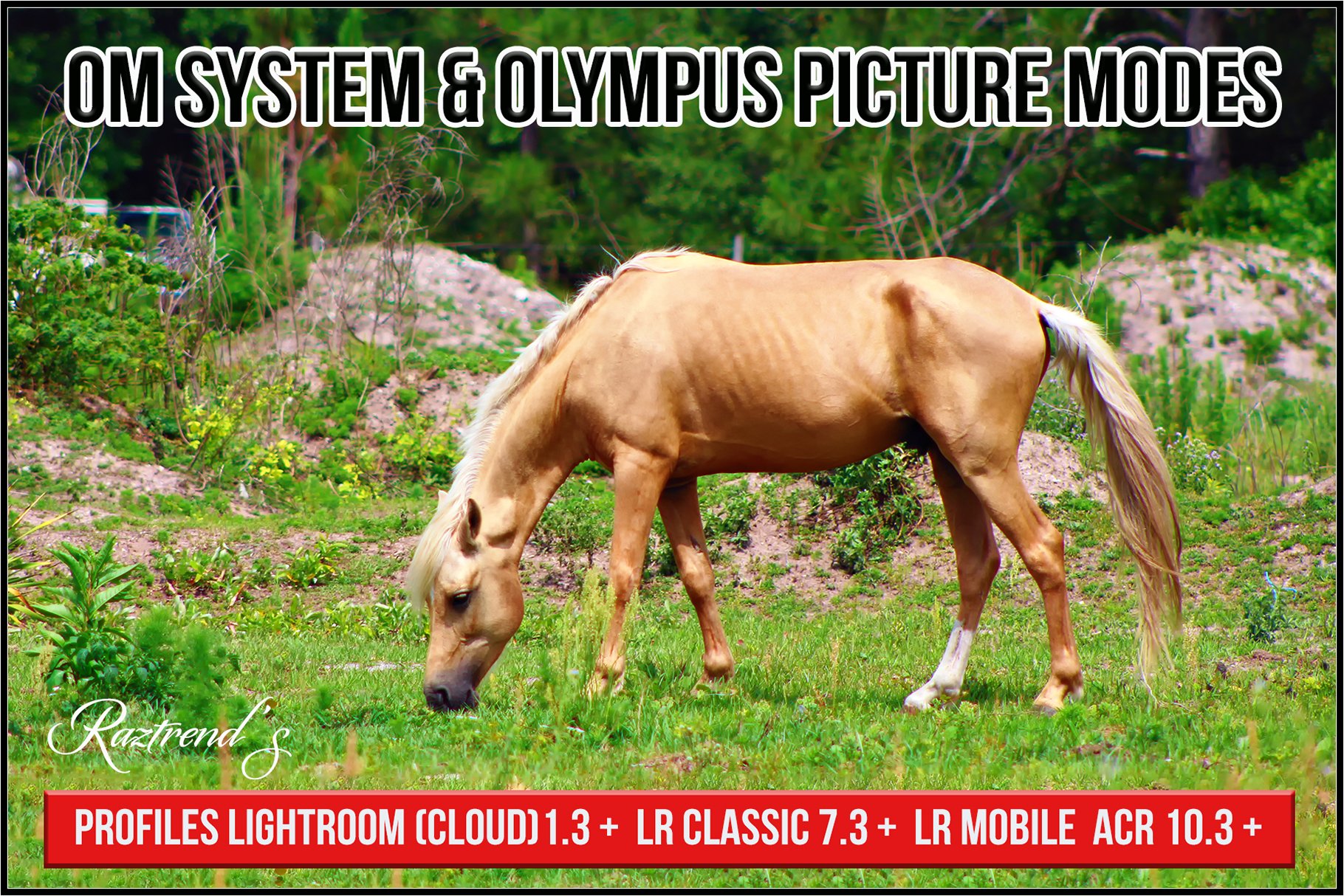OM System & Olympus Picture Modescover image.