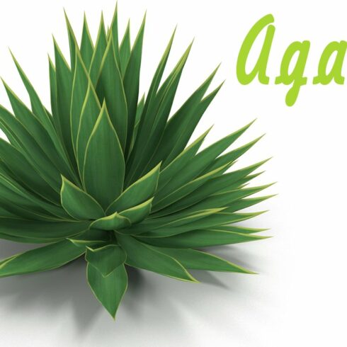 Agave cover image.