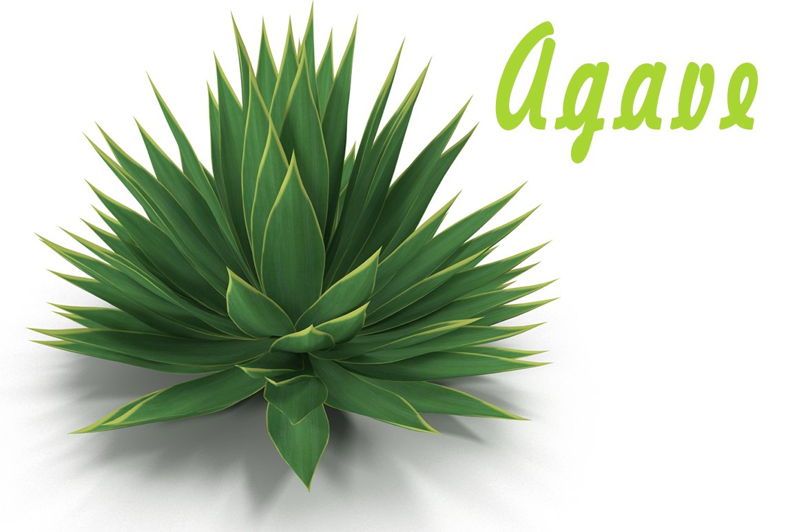 Agave cover image.