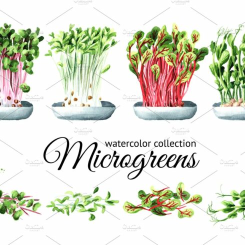 Microgreens. Watercolor collection cover image.