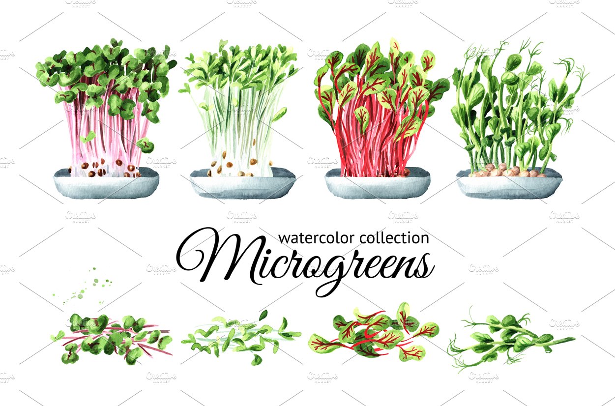 Microgreens. Watercolor collection cover image.