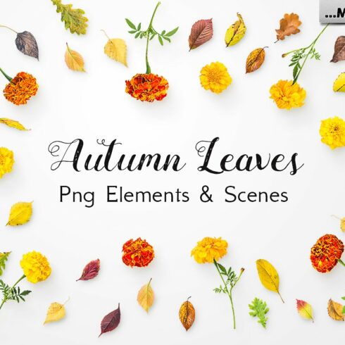 Autumn Leaves -Png Elements & Scenescover image.