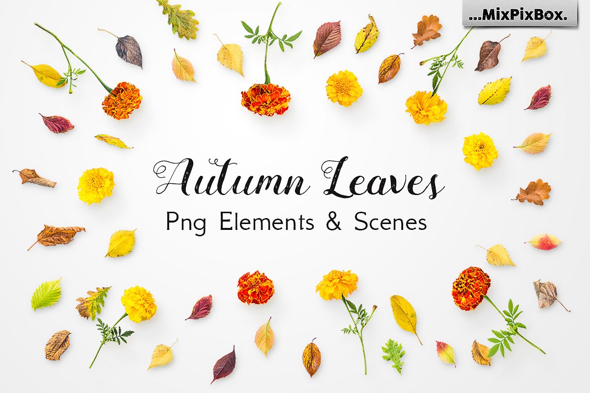 Autumn Leaves -Png Elements & Scenescover image.