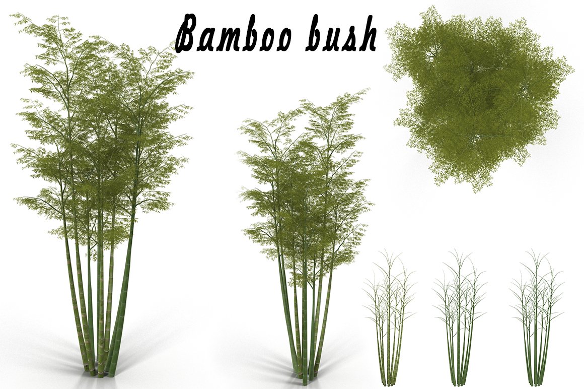 Bamboo bush cover image.
