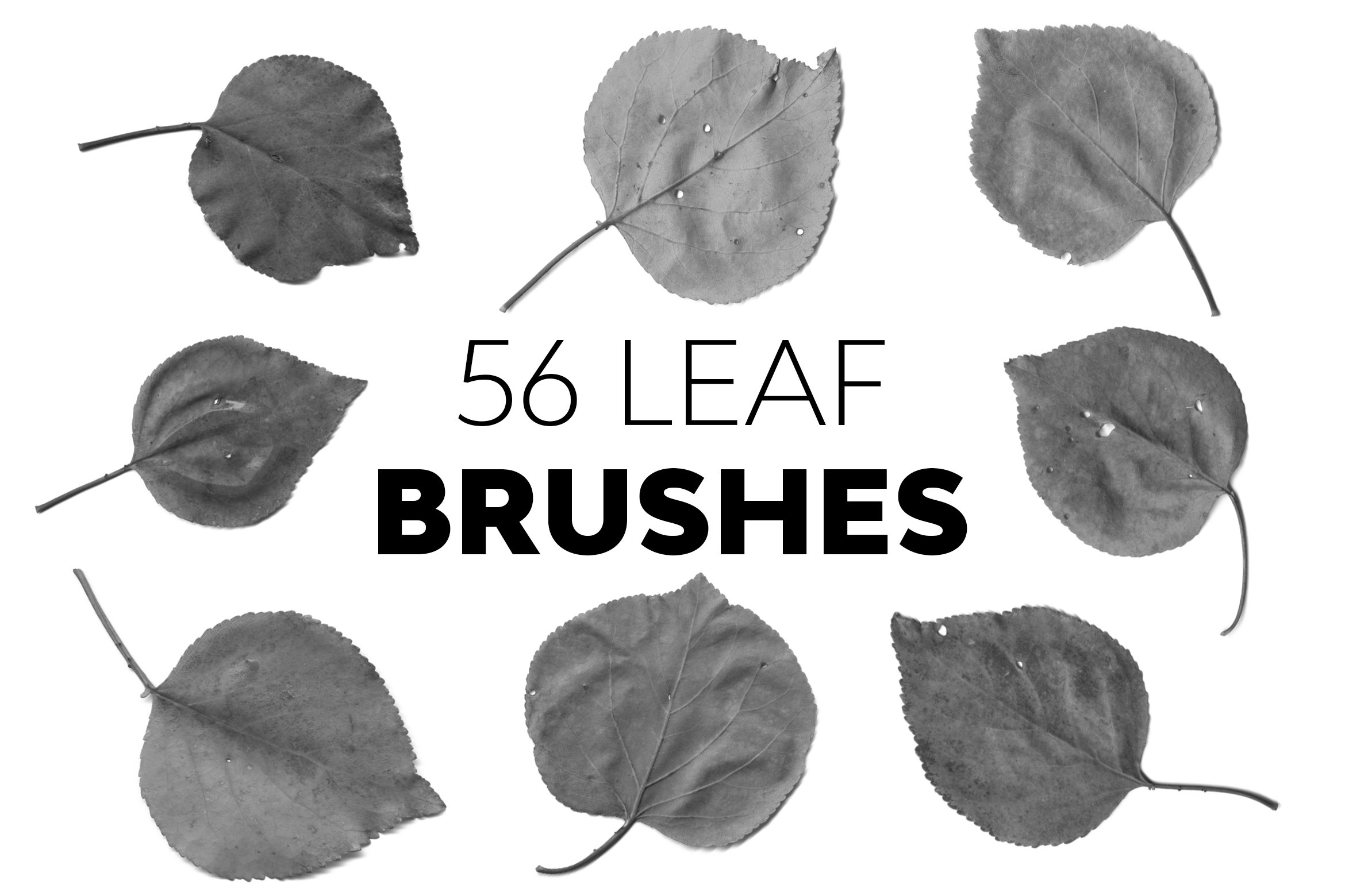 Leaf Brushescover image.