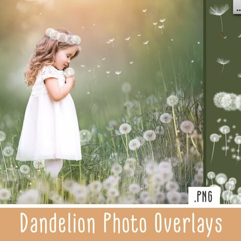 Dandelion Overlayscover image.