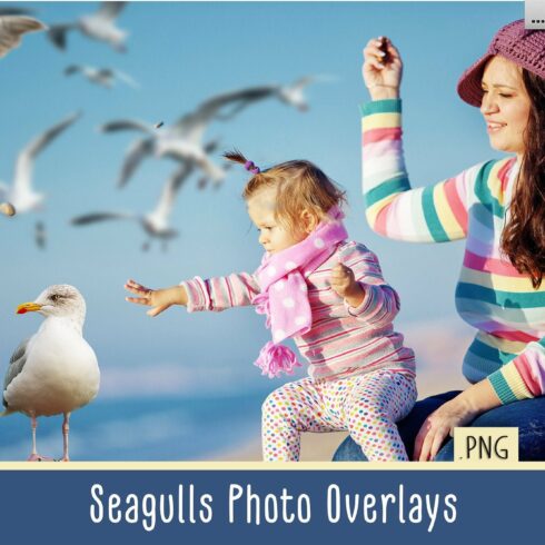 Seagulls Overlayscover image.