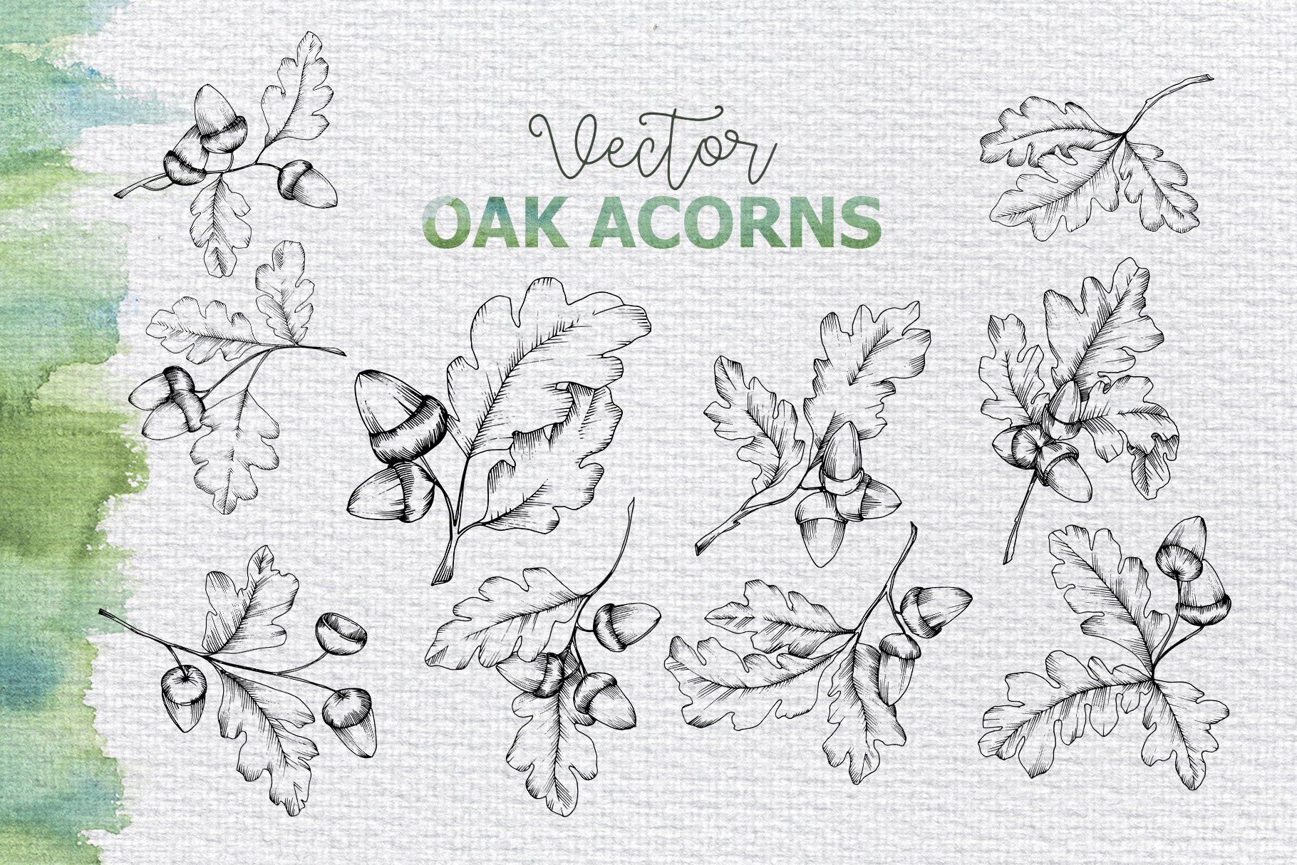 Drawing of oak leaves and acorns.