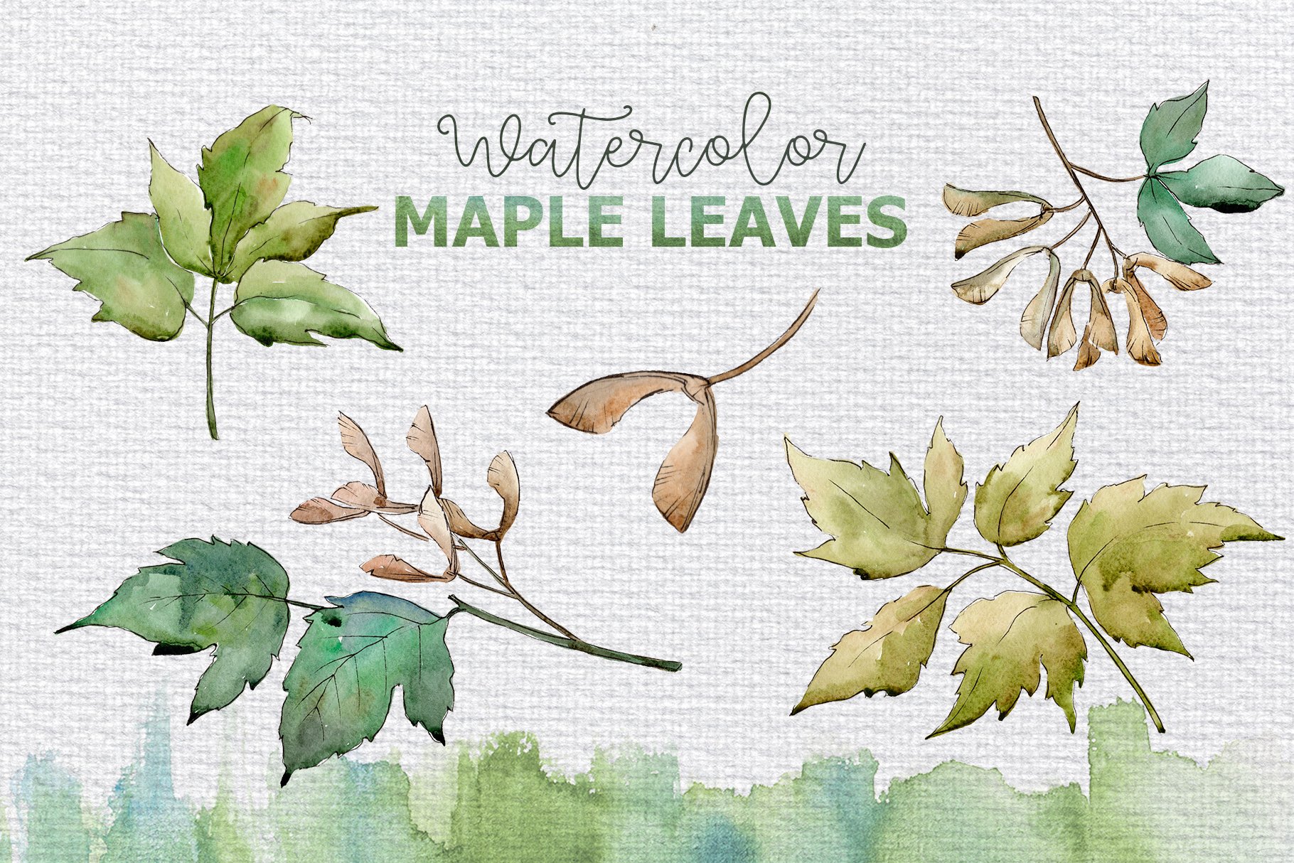 Watercolor maple leaves on a white background.