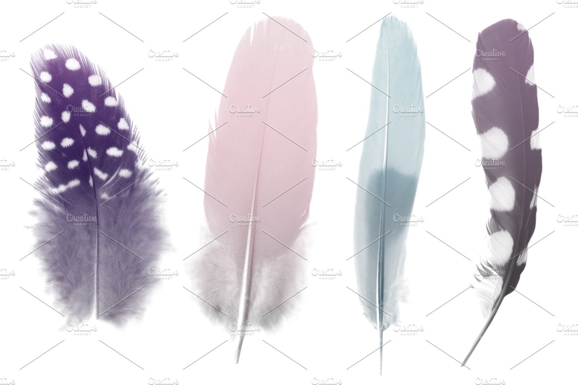 creative market feather brushes 3 952