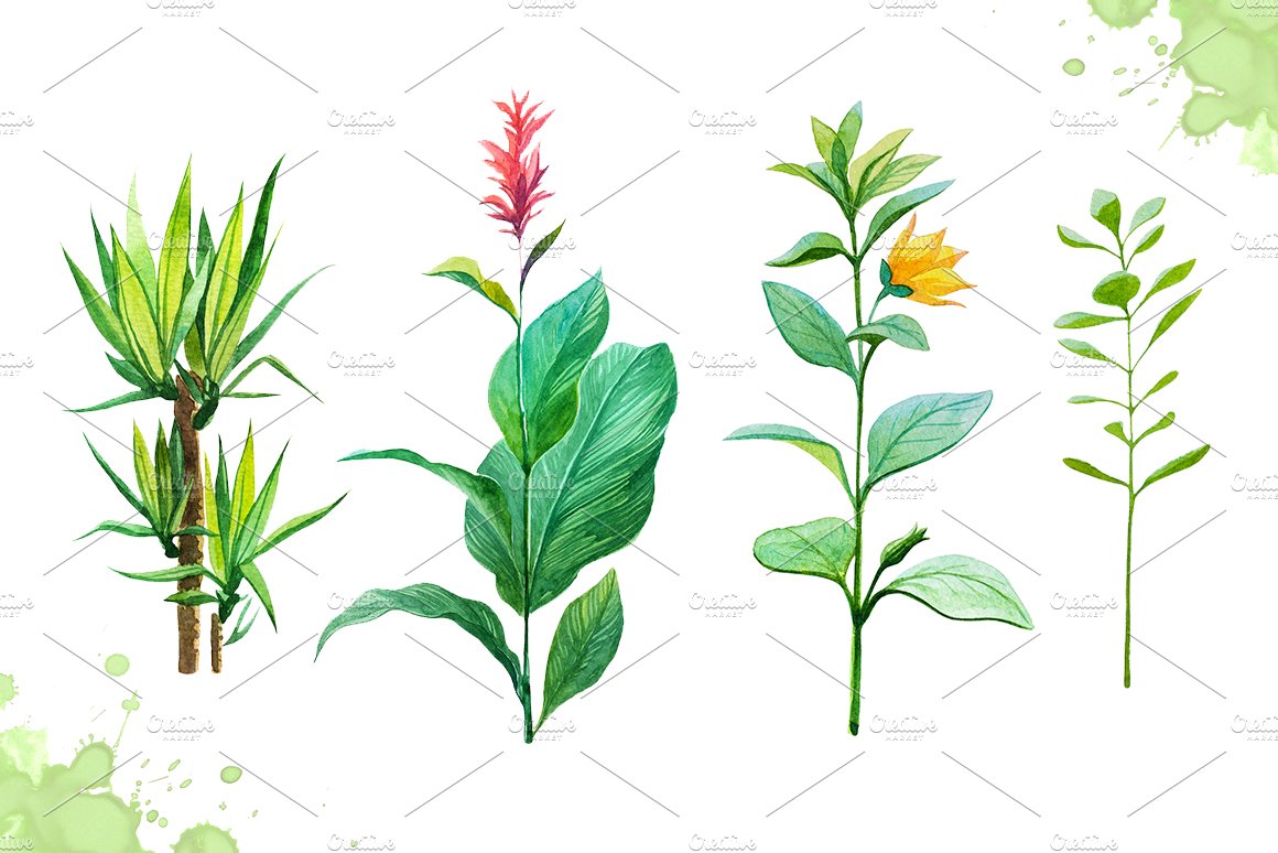 Set of different types of plants on a white background.