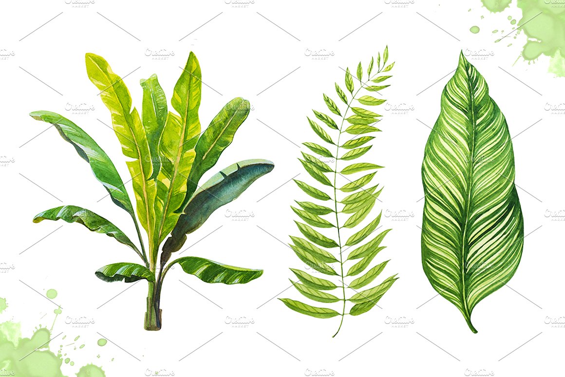 Three different types of leaves on a white background.
