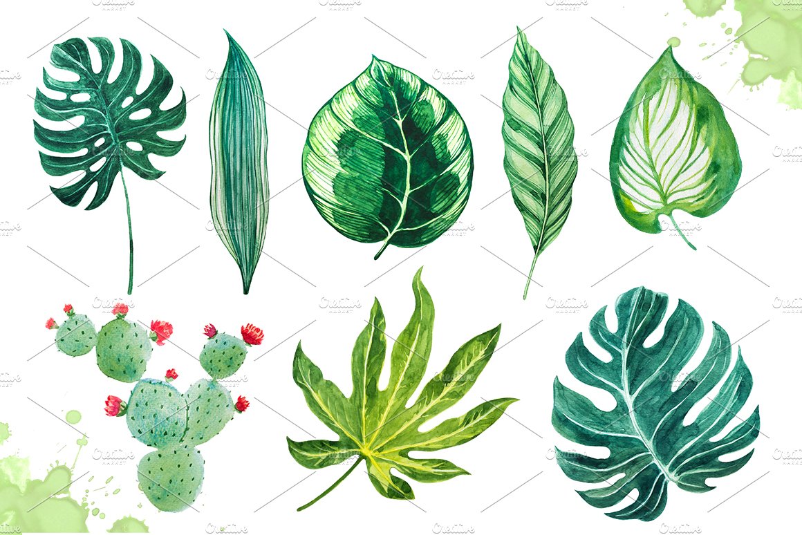 Collection of tropical leaves.