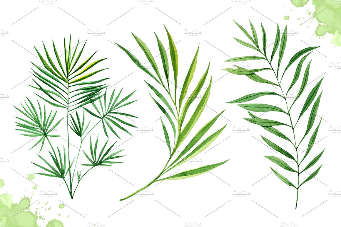 Set of green leaves on a white background.
