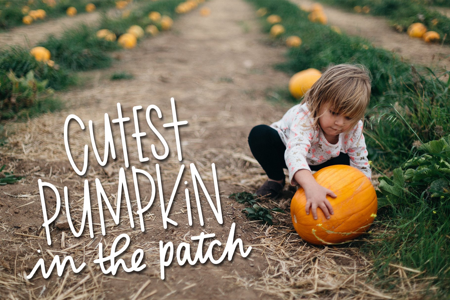 cutestpumpkininthepatch 810