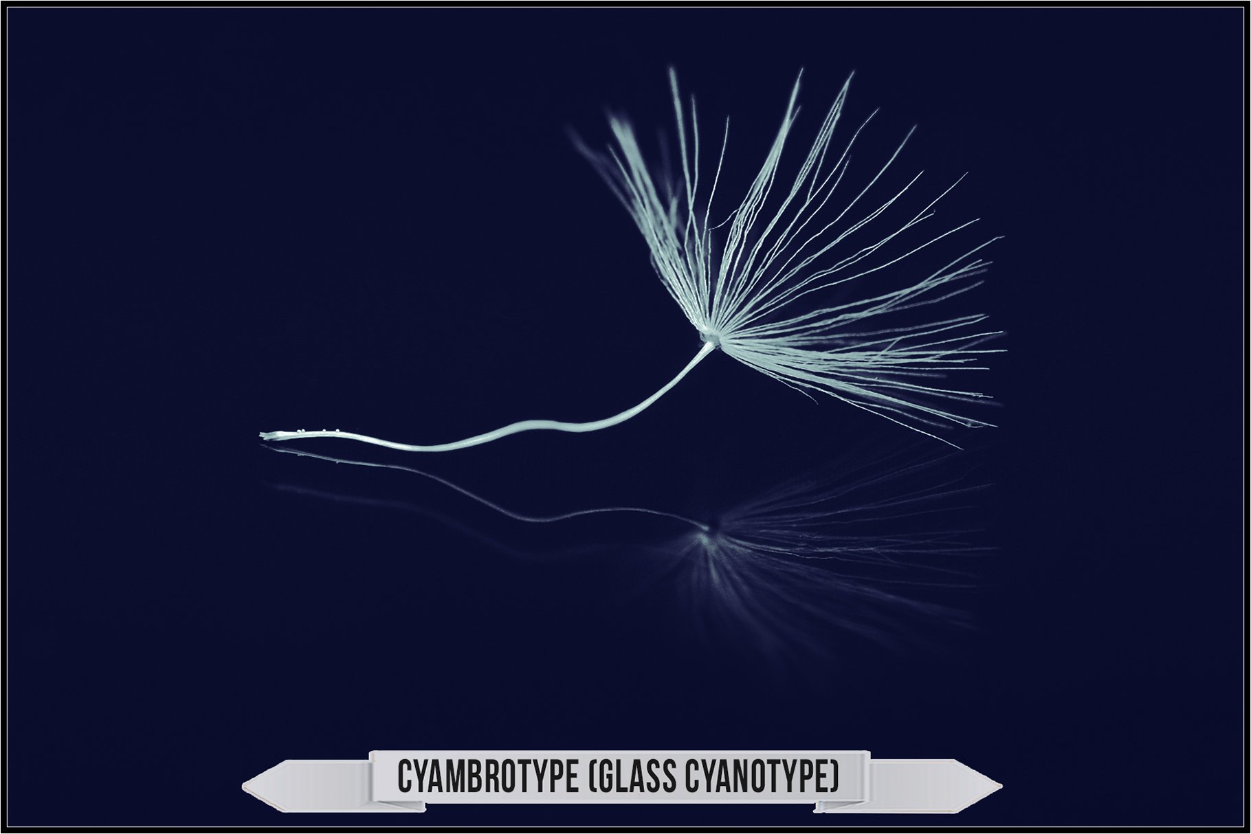 cyambrotype 28glass cyanotype29 209