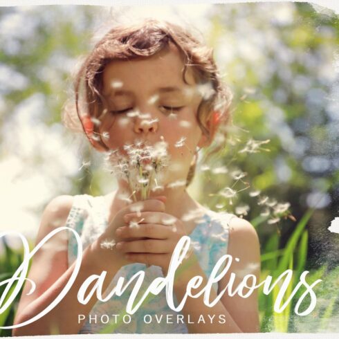 Dandelion PNG photoshop overlayscover image.