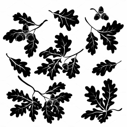 Set of black and white oak leaves.