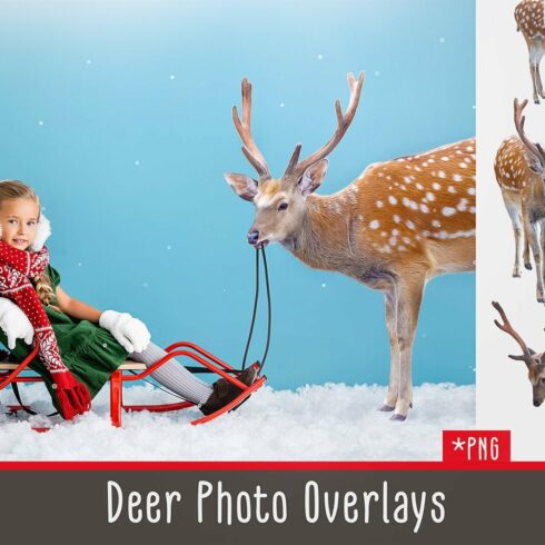 Deer Photo Overlayscover image.
