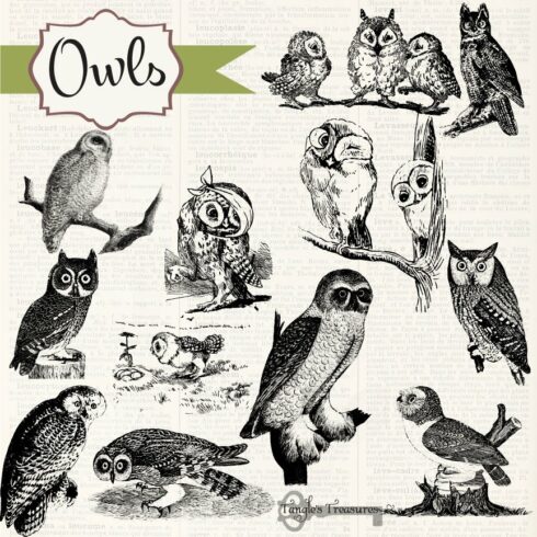 Vintage Owls Clipart & Brushescover image.