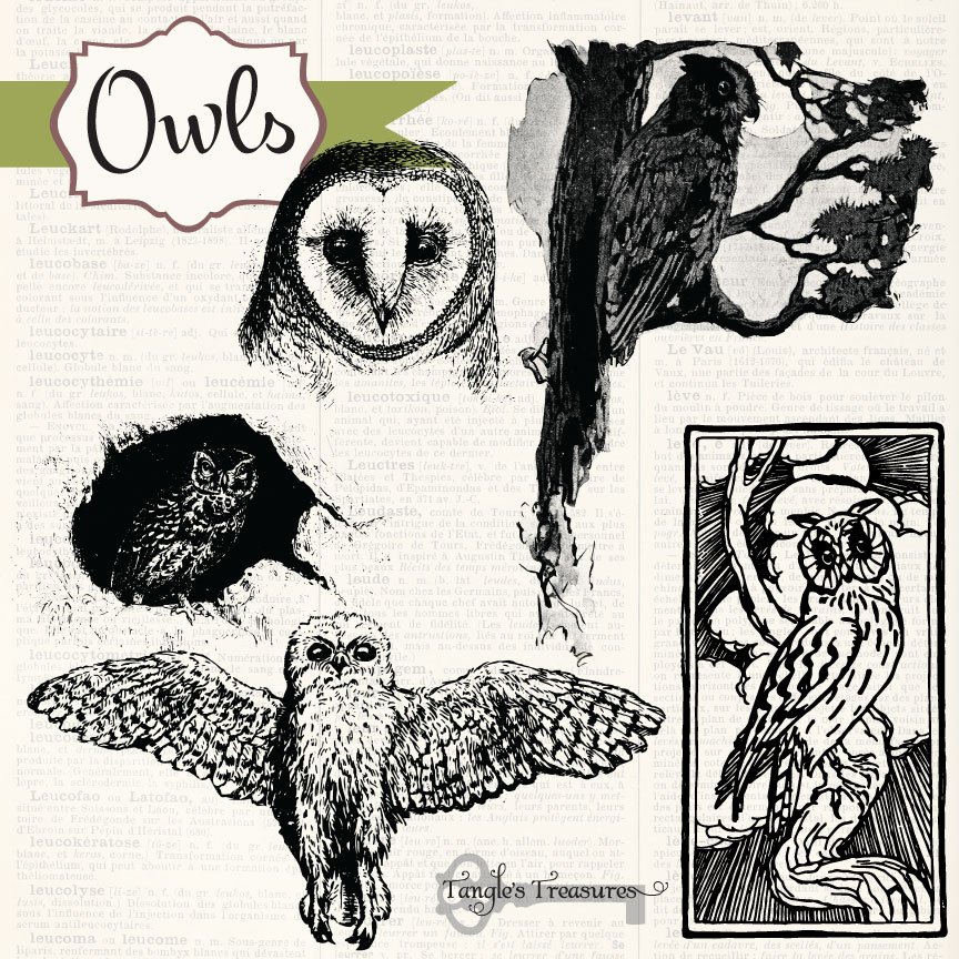 Vintage Owls Clipart & Brushespreview image.