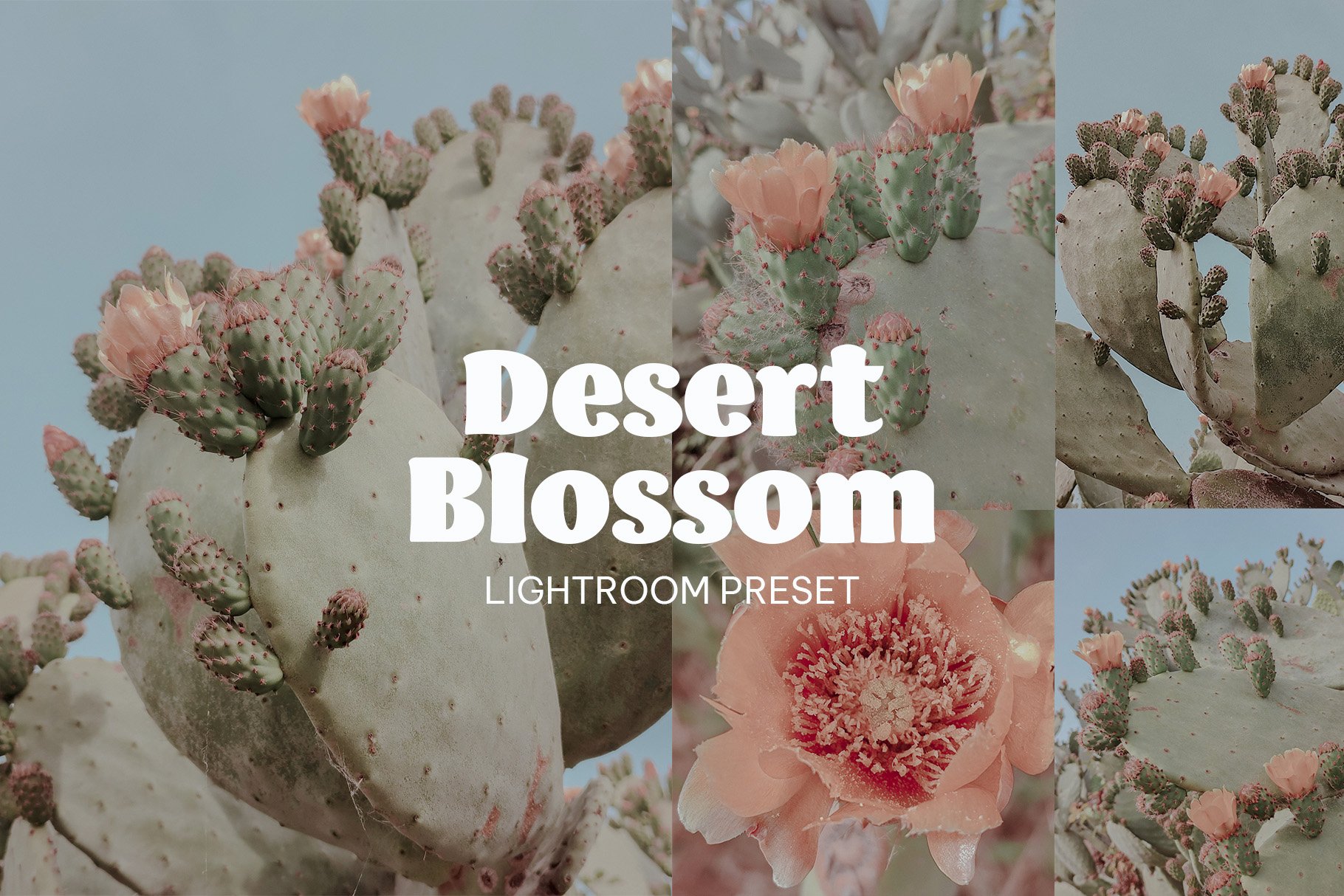 Desert Blossom - Lightroom Presetcover image.