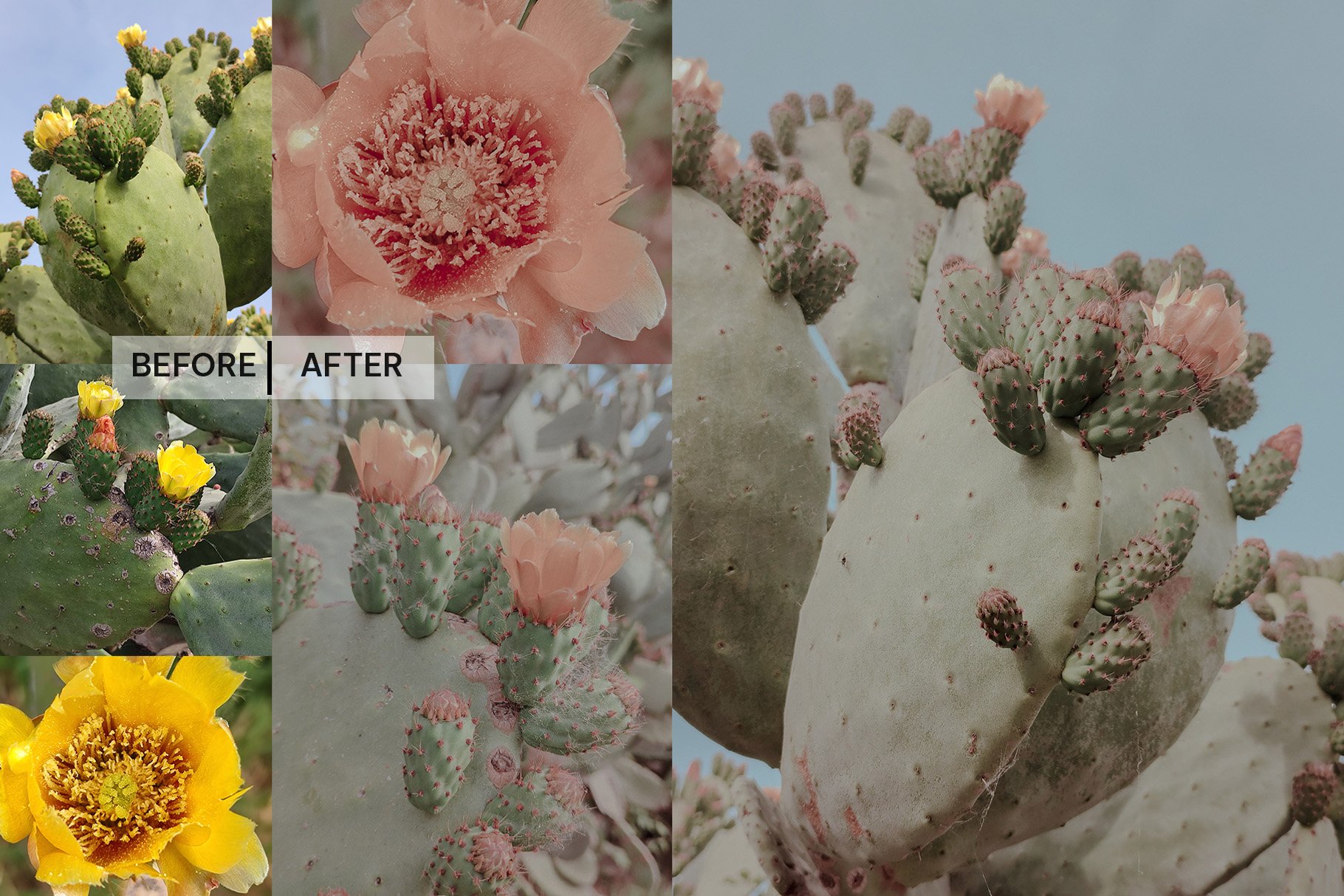 Desert Blossom - Lightroom Presetpreview image.