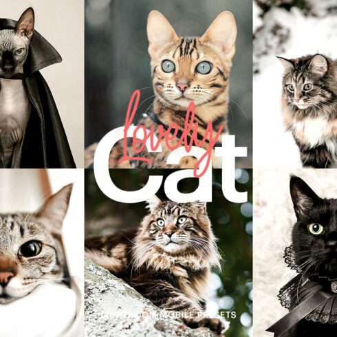 Lightroom Preset-Lovely Cat Themecover image.