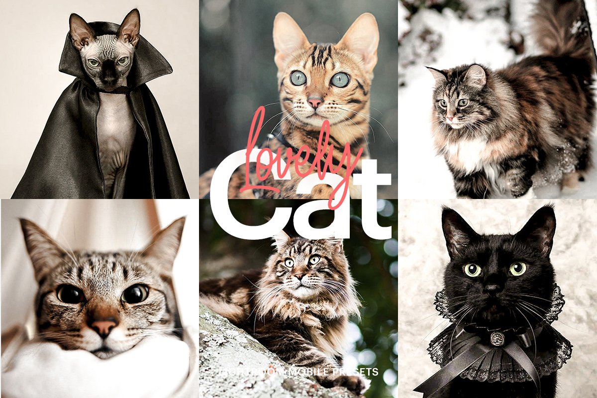 Lightroom Preset-Lovely Cat Themecover image.