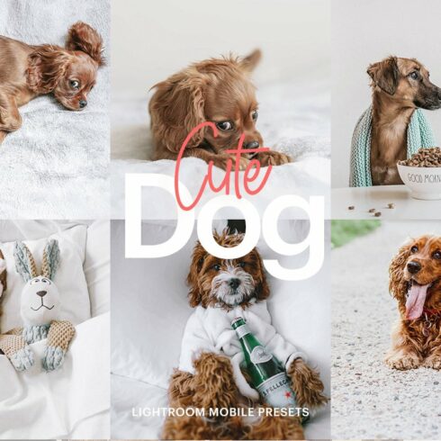 Lightroom Preset-Cute Dog Themecover image.