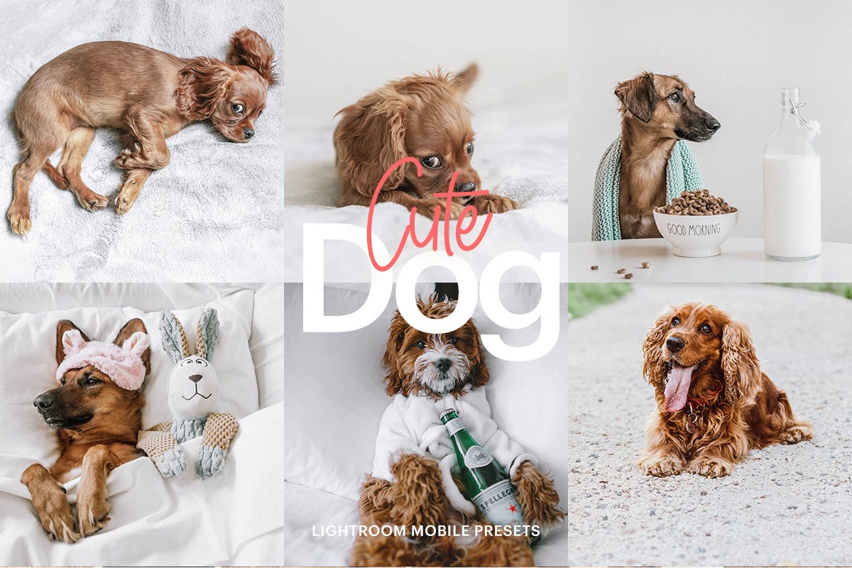 Lightroom Preset-Cute Dog Themecover image.