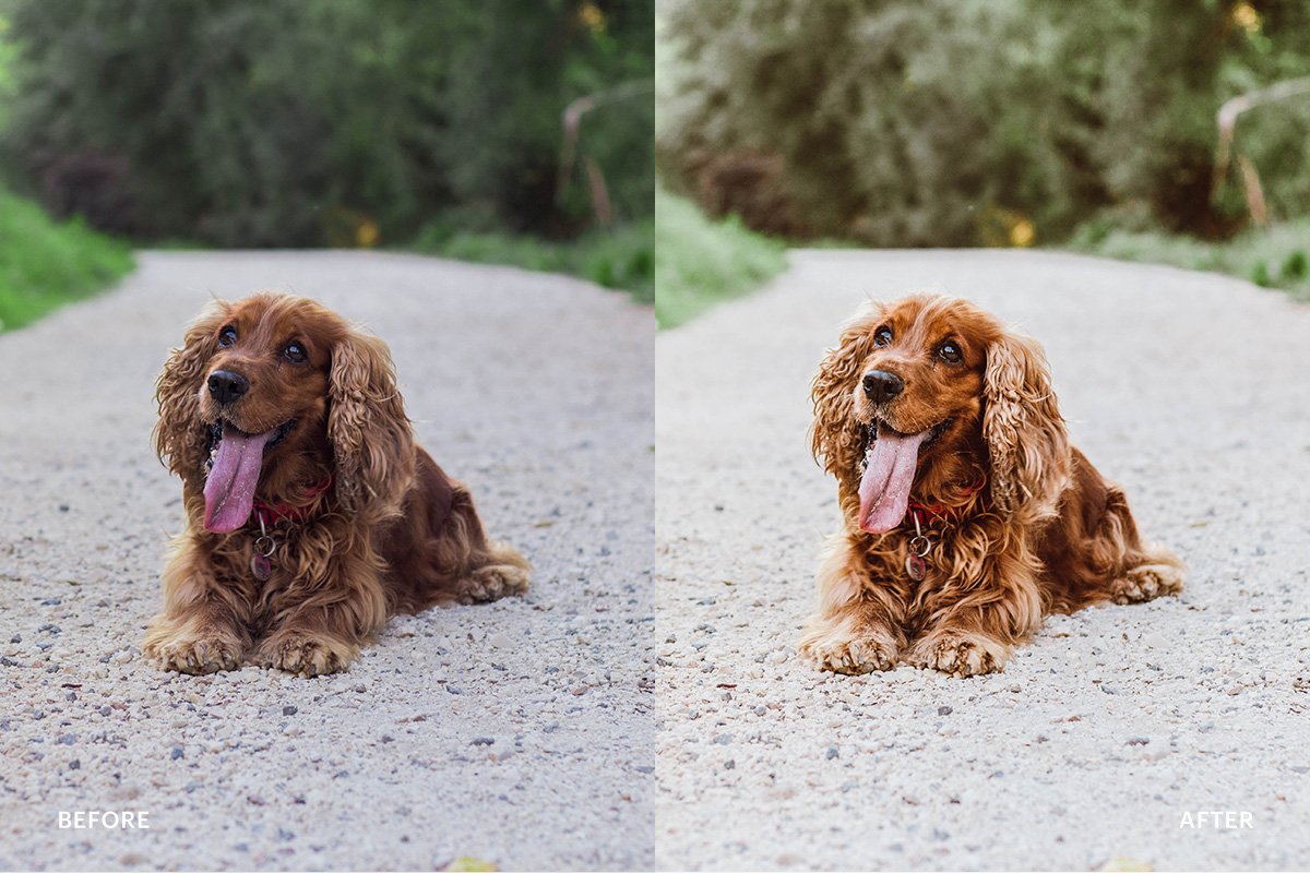 Lightroom Preset-Cute Dog Themepreview image.