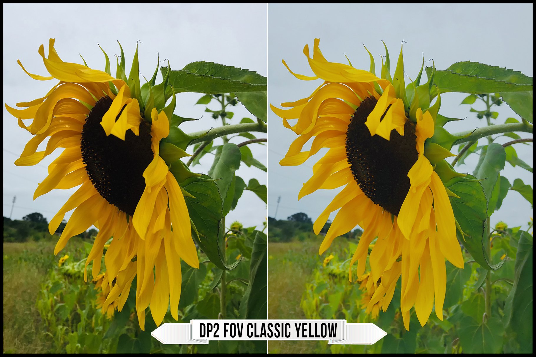 dp2 fov classic yellow 875